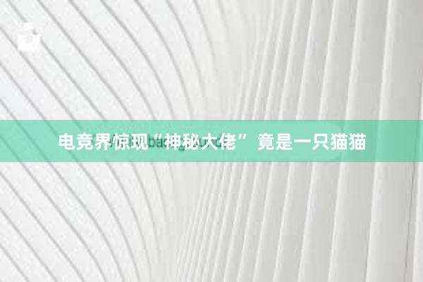 电竞界惊现“神秘大佬” 竟是一只猫猫